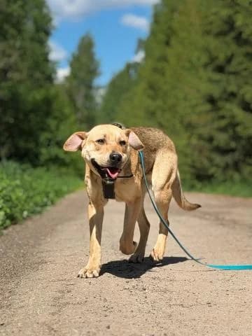 PRAIMS, male young mixed breed for adoption at DZAB \