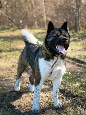 PONČERS, male 3yo Mixed Breed for adoption at DZAB \