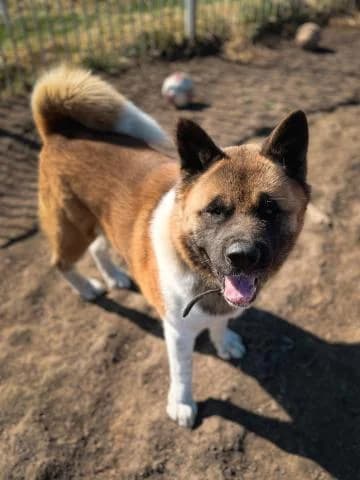RIKO, male 6yo Mixed Breed for adoption at DZAB \