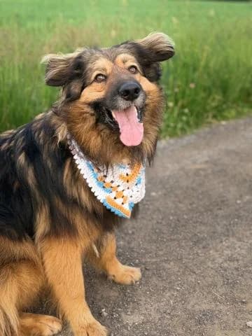 SĪMANIS, male 5yo Mixed Breed for adoption at DZAB \