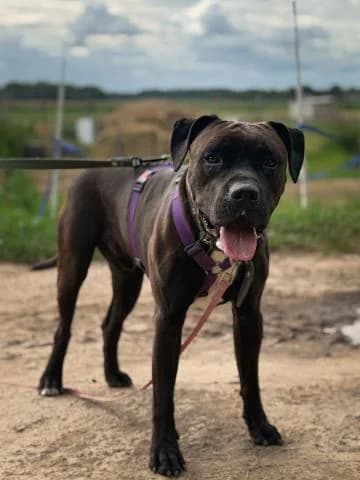 VOFČIKS, female 3yo Mixed Breed for adoption at DZAB \