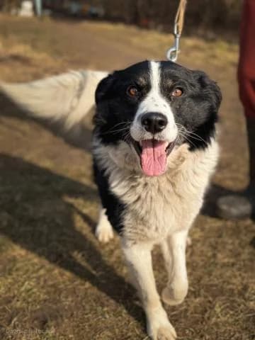 TRIKSIJS, male 5yo Mixed Breed for adoption at DZAB \
