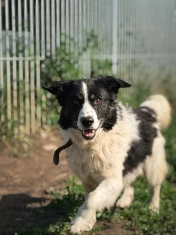 TRIKSIJS, male 5yo Mixed Breed for adoption at DZAB \