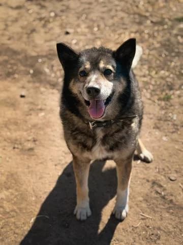 VULFIJS, female 5yo Mixed Breed for adoption at DZAB \