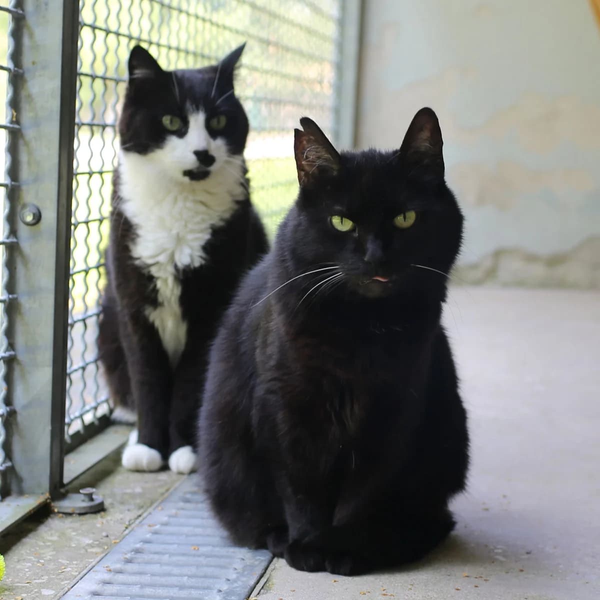 Lāčplēsis & Magda, female senior Domestic Shorthair for adoption at Labās Mājas, Riga