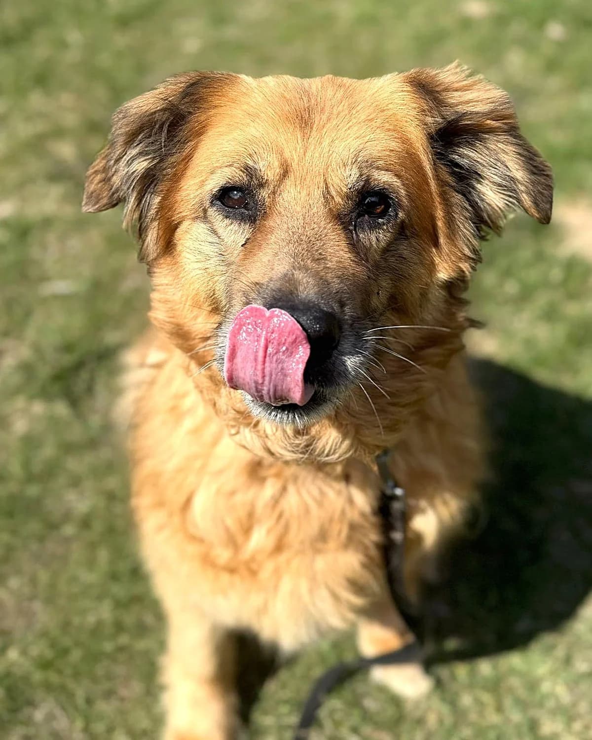 Alfa, female senior mixed breed for adoption at Labās Mājas, Riga
