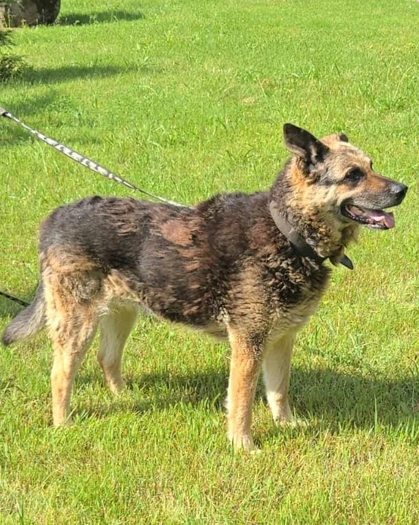 Kača, female senior mixed breed for adoption at Labās Mājas, Riga
