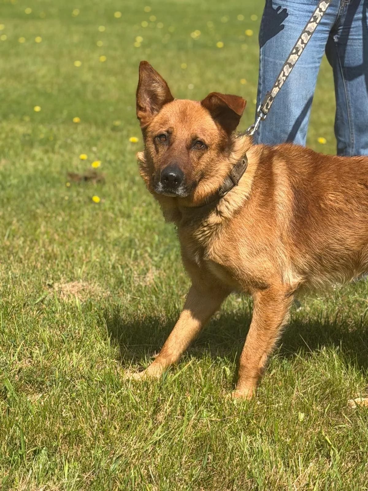 Rudais, male 4yo mixed breed for adoption at Labās Mājas, Riga
