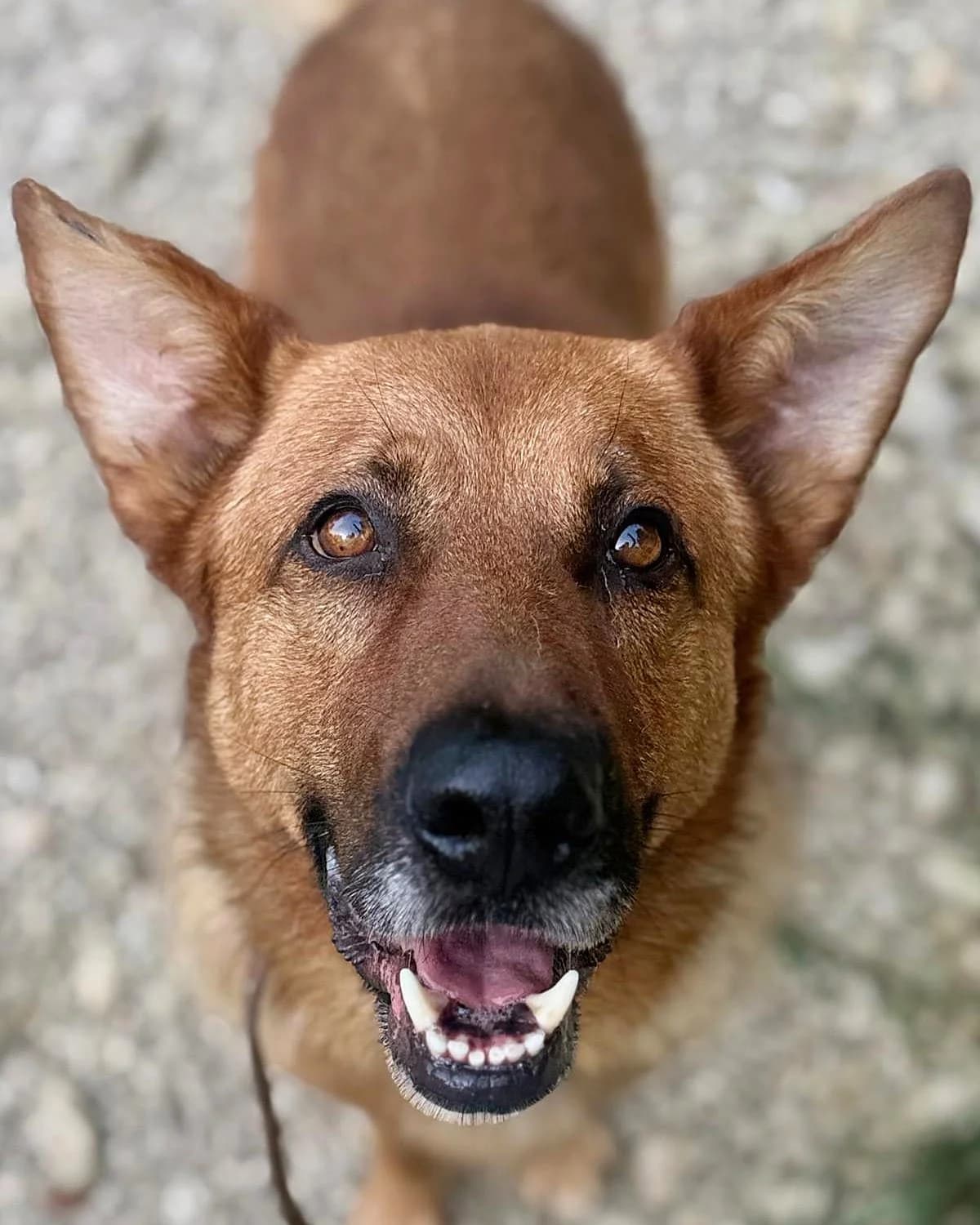 Rudais, male 4yo mixed breed for adoption at Labās Mājas, Riga