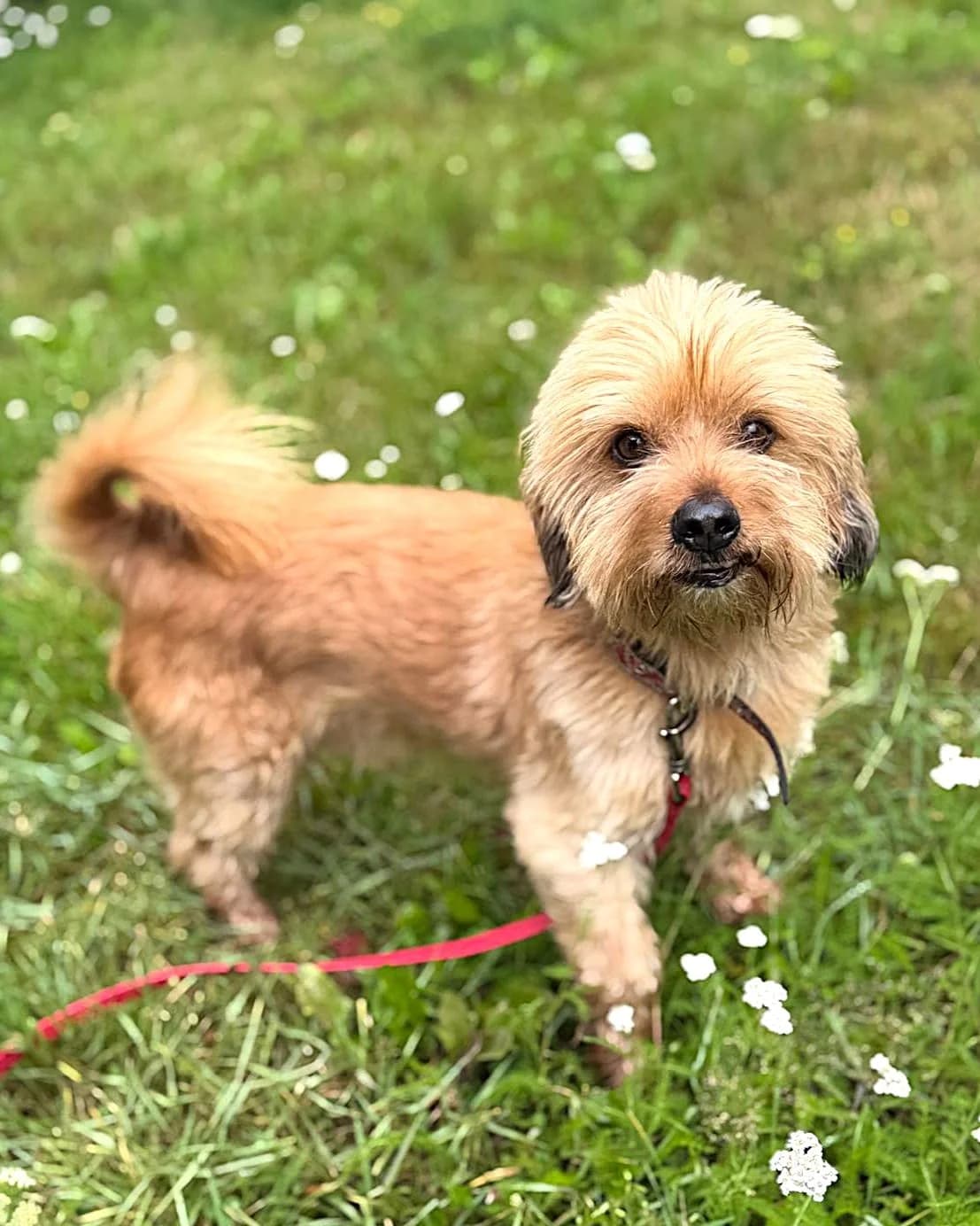 Pikačū, male 6yo mixed breed for adoption at Labās Mājas, Riga