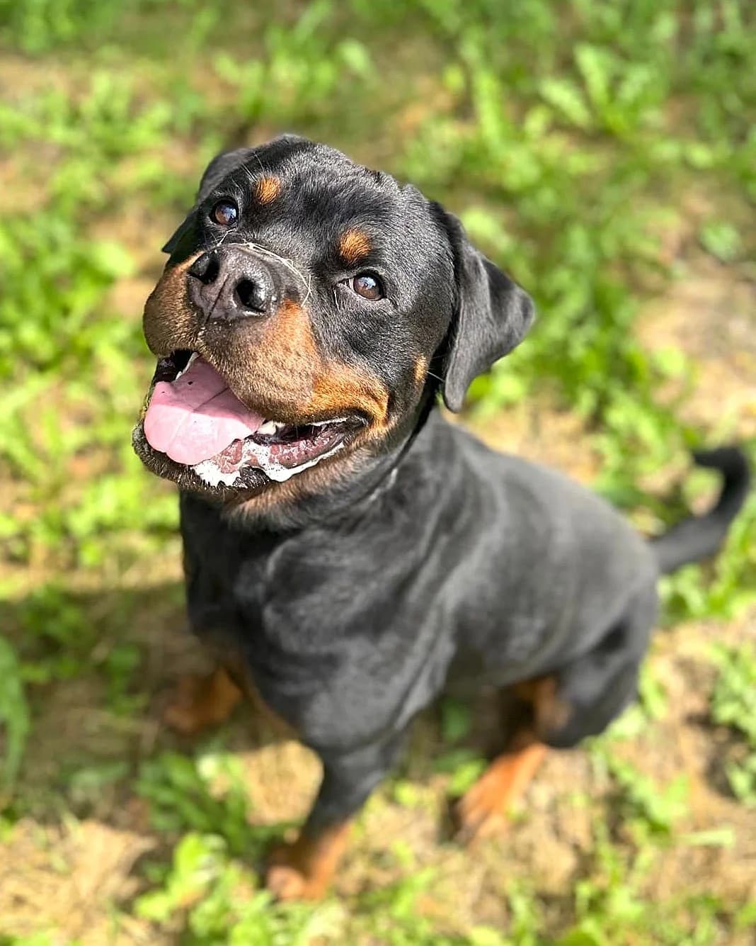 Rojs, male young mixed breed for adoption at Labās Mājas, Riga