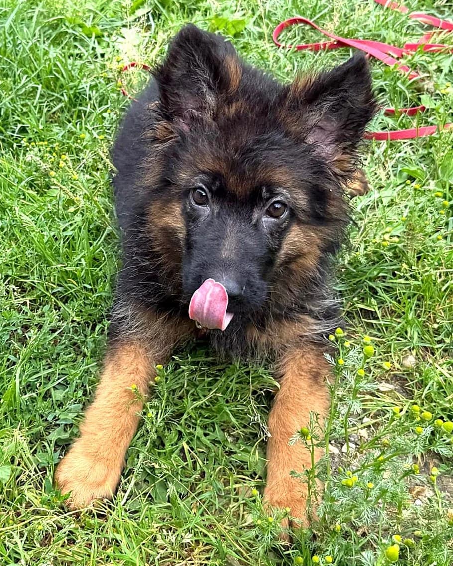 Teo, male mixed breed for adoption at Labās Mājas, Riga