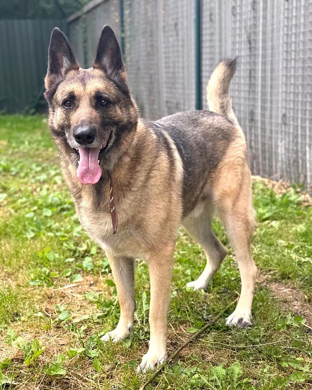 Rego, male 7yo mixed breed for adoption at Labās Mājas, Riga
