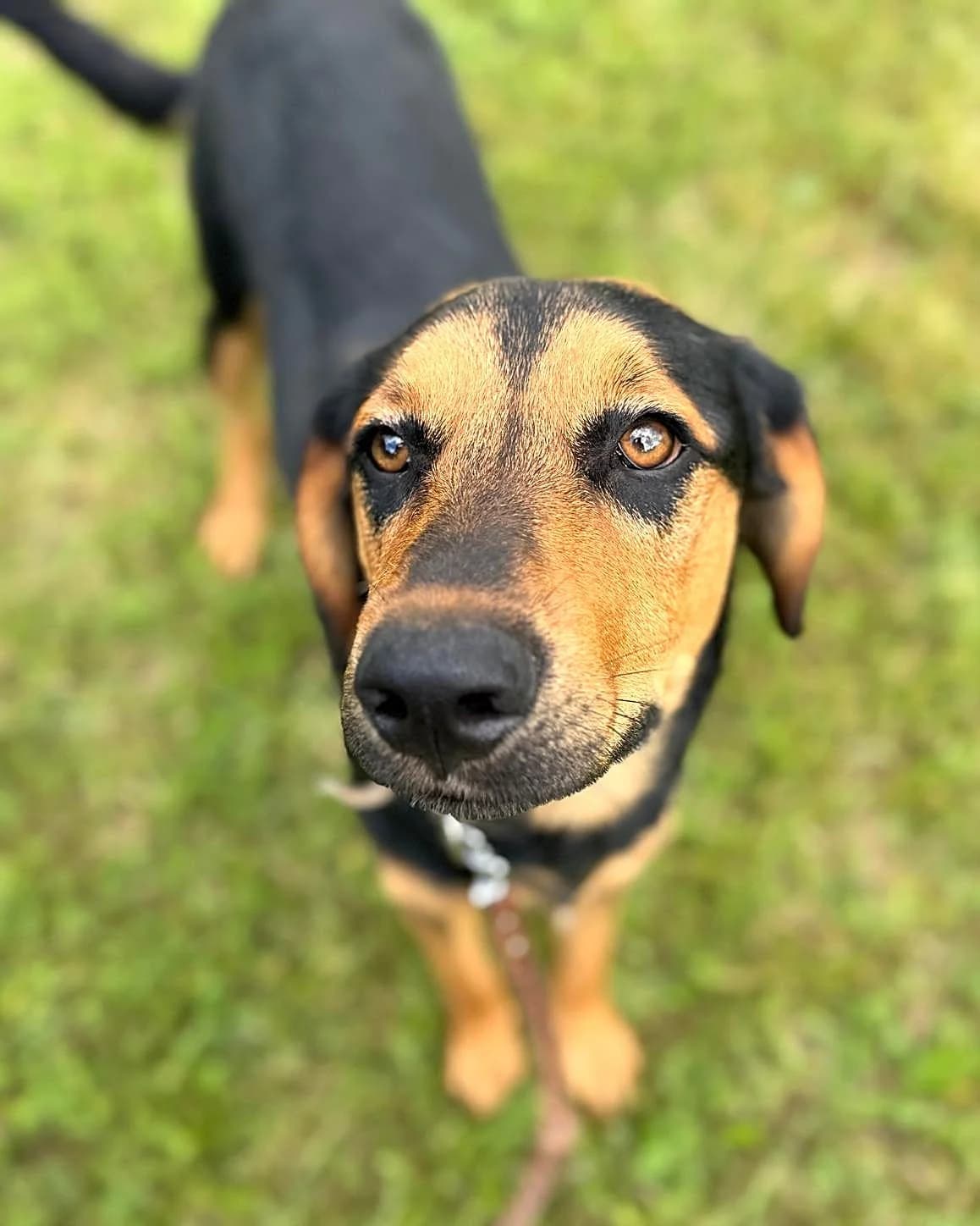 Rodžijs, male mixed breed for adoption at Labās Mājas, Riga