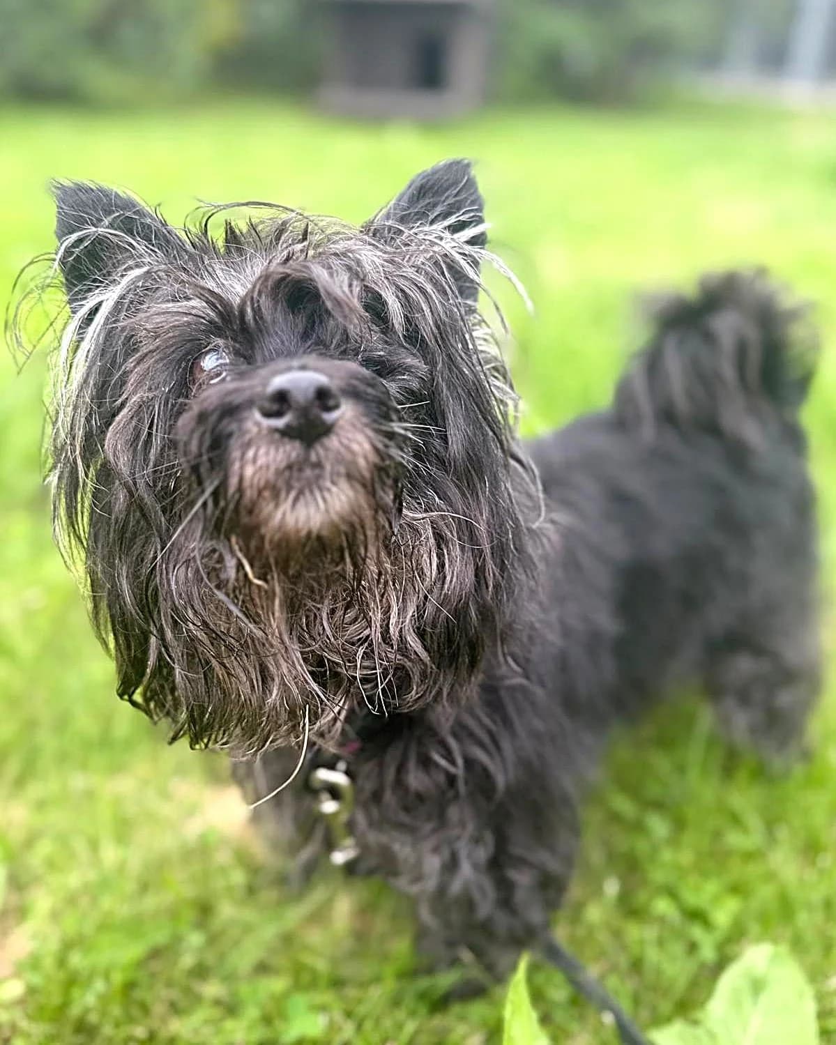 Džozija, female senior mixed breed for adoption at Labās Mājas, Riga