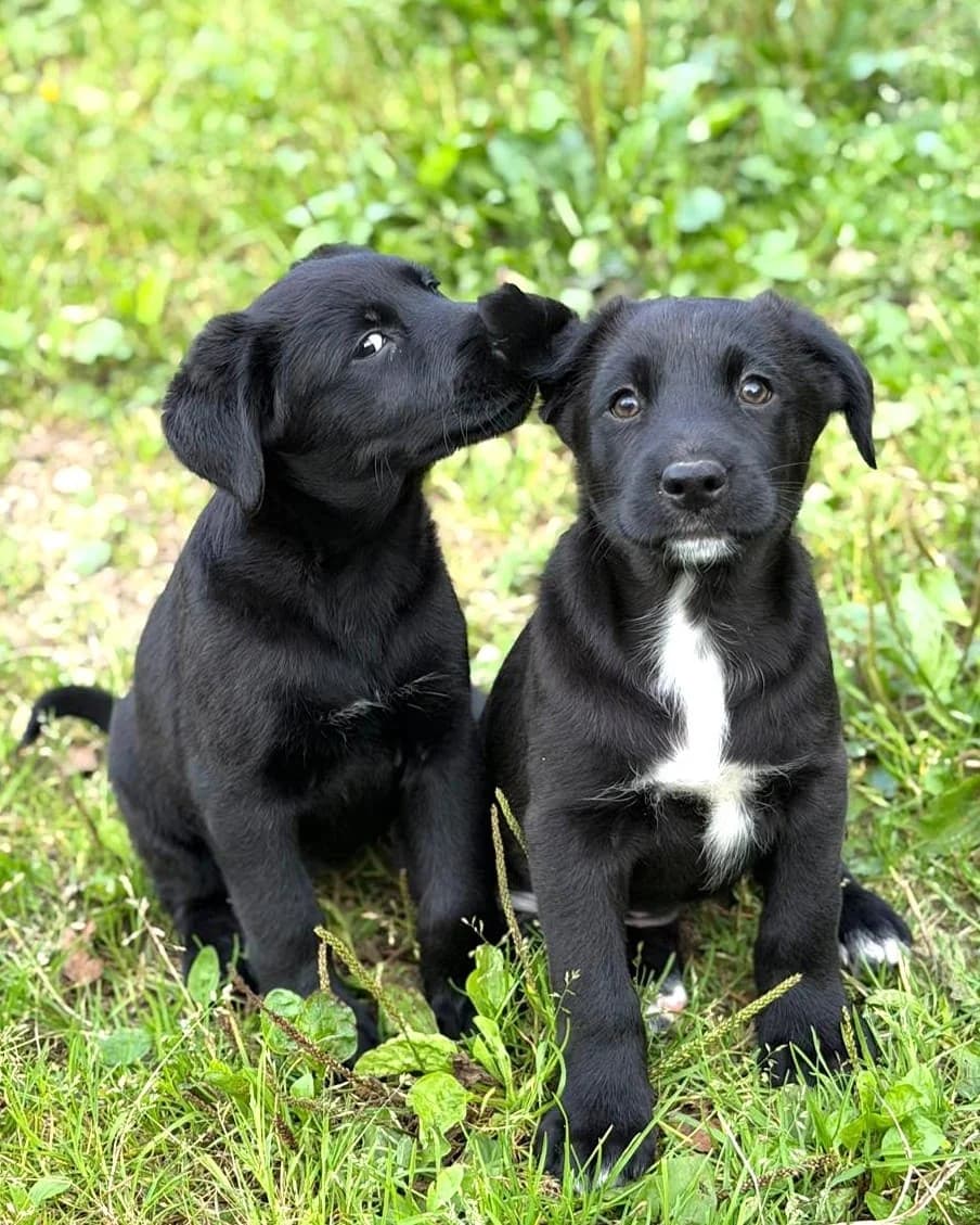 Kucēni, female mixed breed for adoption at Labās Mājas, Riga