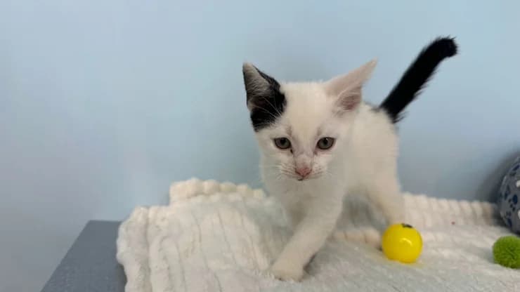 Olaf, white and black male puppy mixed breed for adoption at Otra Maja, Riga