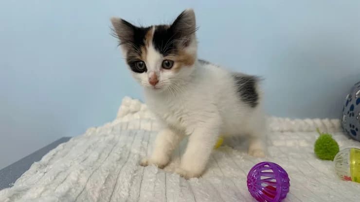 Elza, white with black and brown female puppy mixed breed for adoption at Otra Maja, Riga