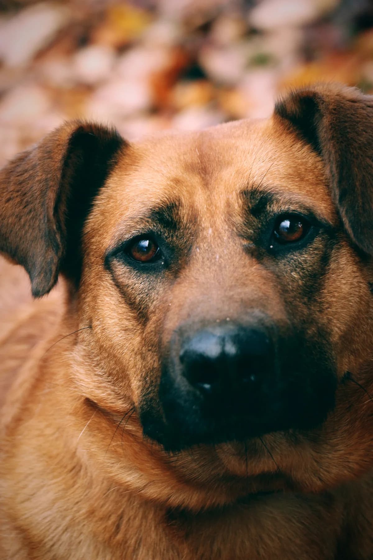 Dacīte, female 4yo Mixed Breed for adoption at Patversme Liberta