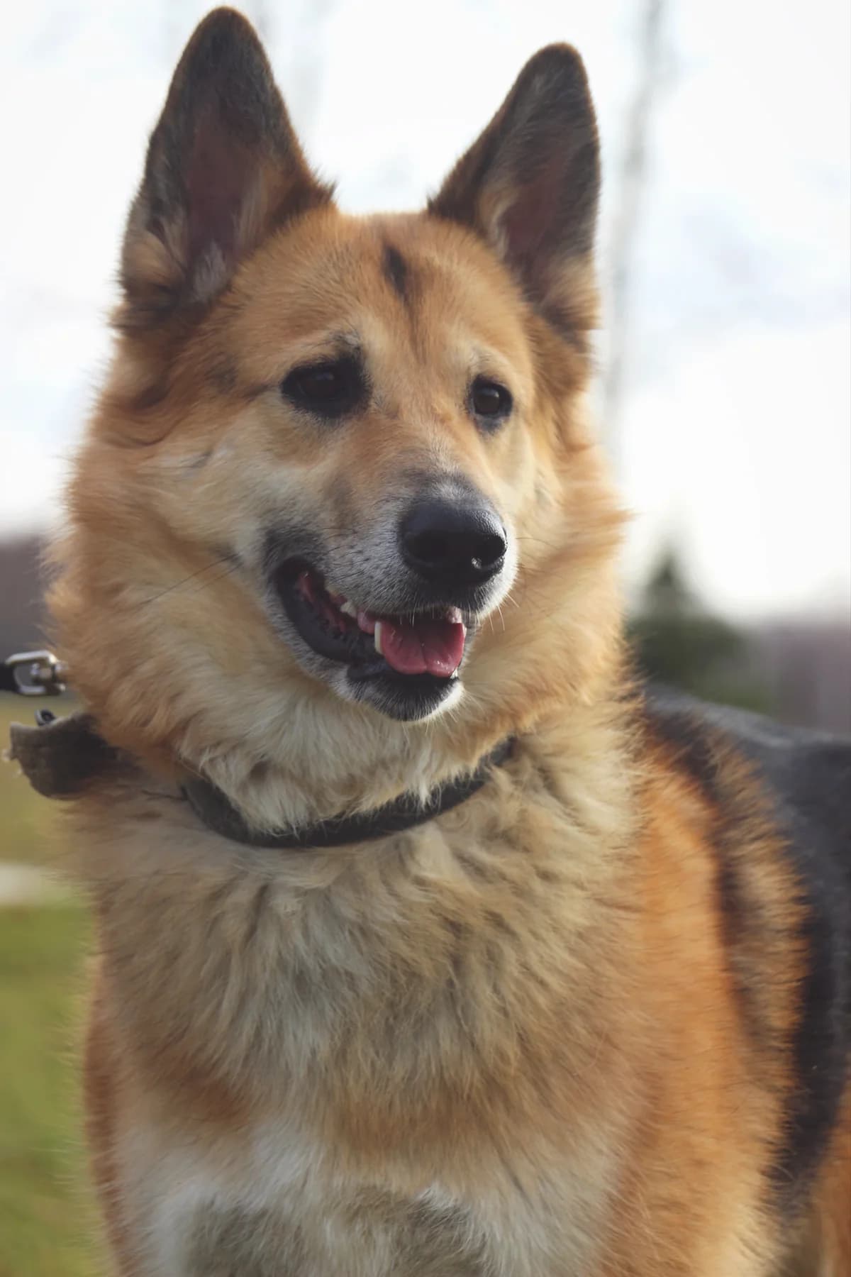 Frodo, male Mixed Breed for adoption at Patversme Liberta