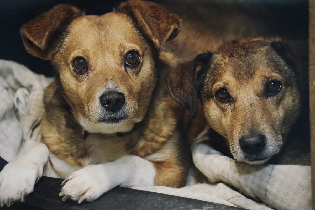 brāļi Madis & Dinis, male Mixed Breed for adoption at Patversme Liberta