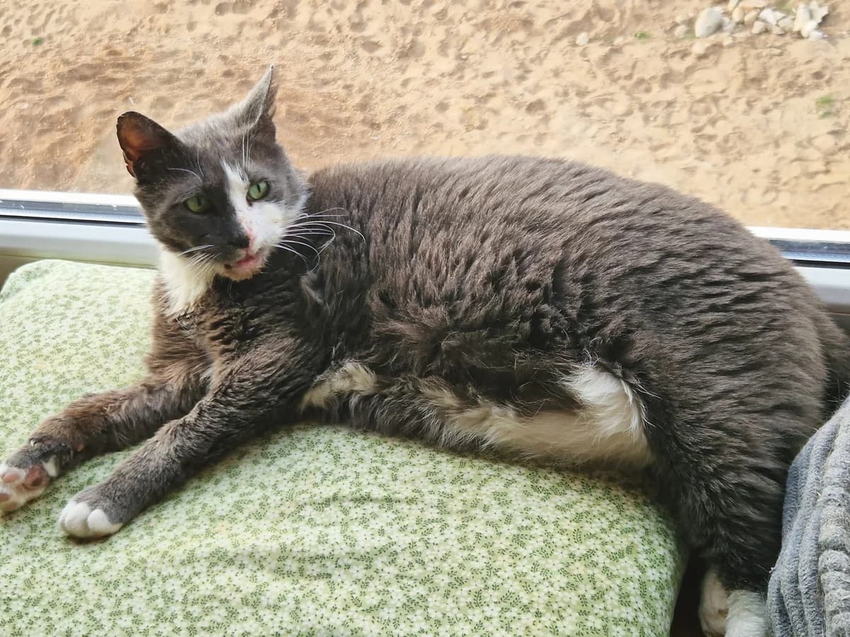 Čiekurs, male senior Mixed Breed for adoption at Patversme Liberta