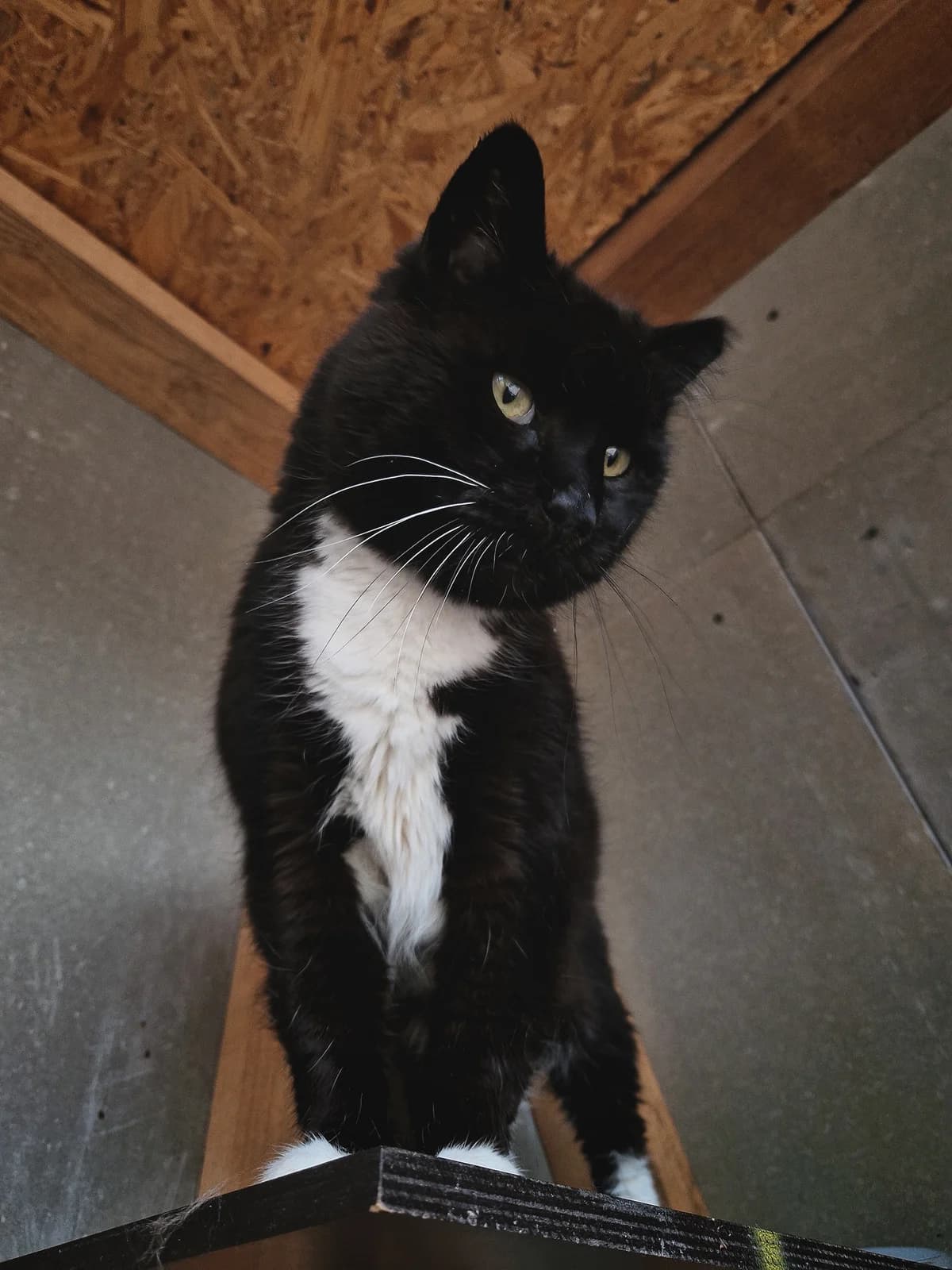 Mellenīte, female Mixed Breed for adoption at Patversme Liberta