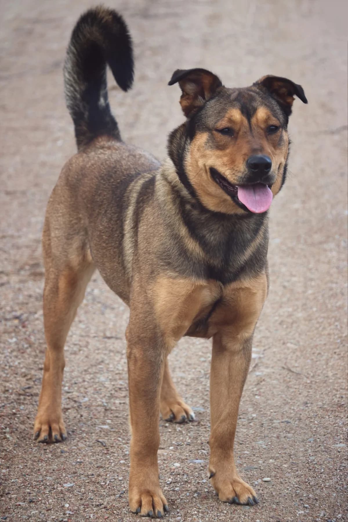 Pārsla, female Mixed Breed for adoption at Patversme Liberta