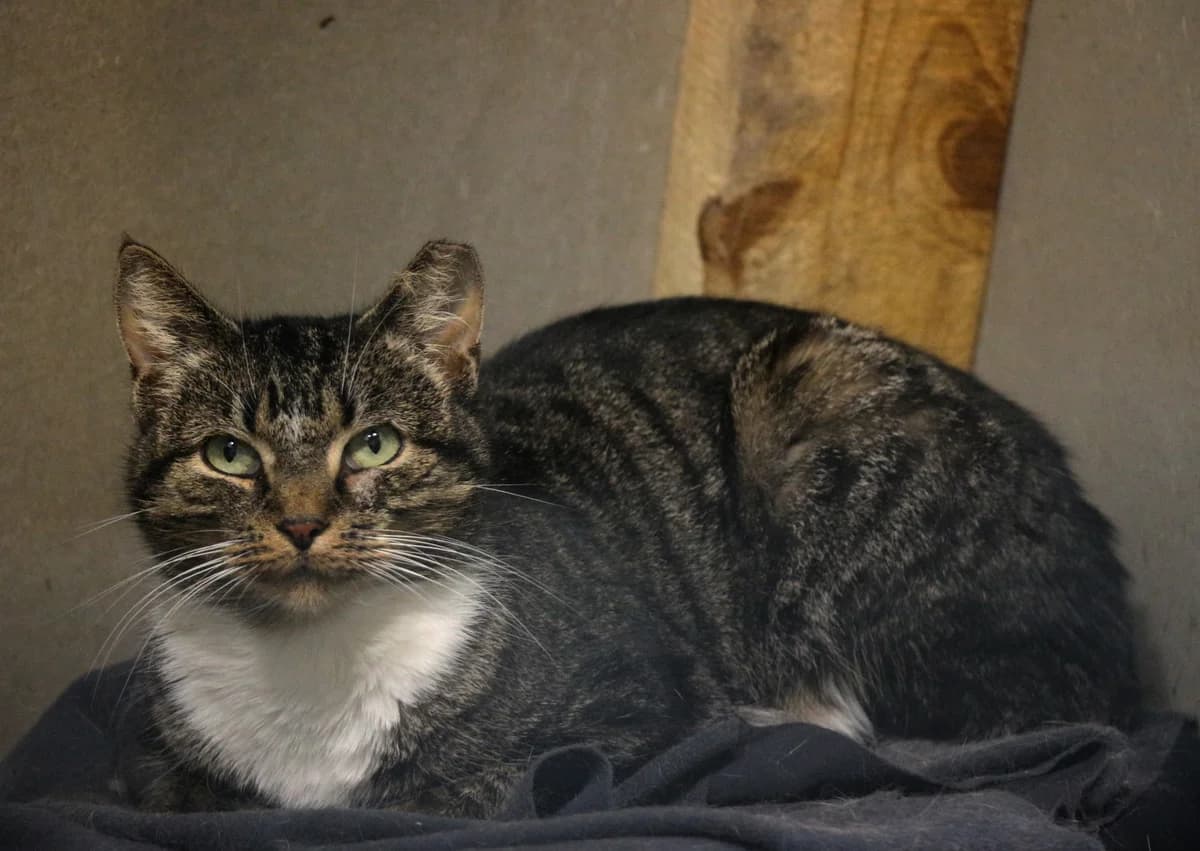 Tigra, female 5yo Mixed Breed for adoption at Patversme Liberta