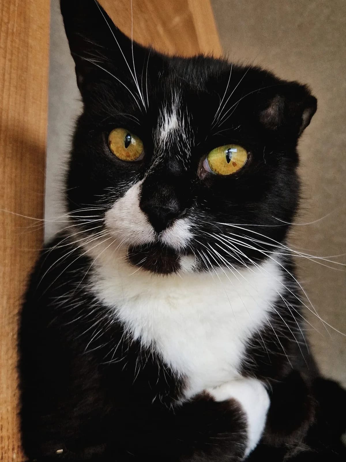 Morss, male senior Mixed Breed for adoption at Patversme Liberta
