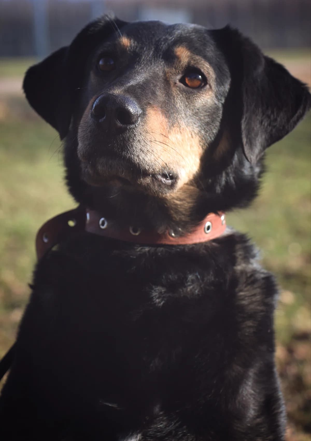 Šerija, female Mixed Breed for adoption at Patversme Liberta
