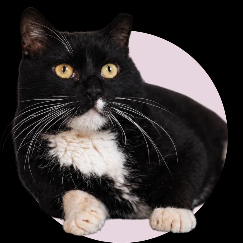 Bērtulis, 7yo Mixed Breed for adoption at Remi Kaķa sirds patversme un veterinārā klīnika