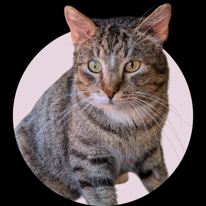 Ficdžeralds, 3yo Mixed Breed for adoption at Remi Kaķa sirds patversme un veterinārā klīnika