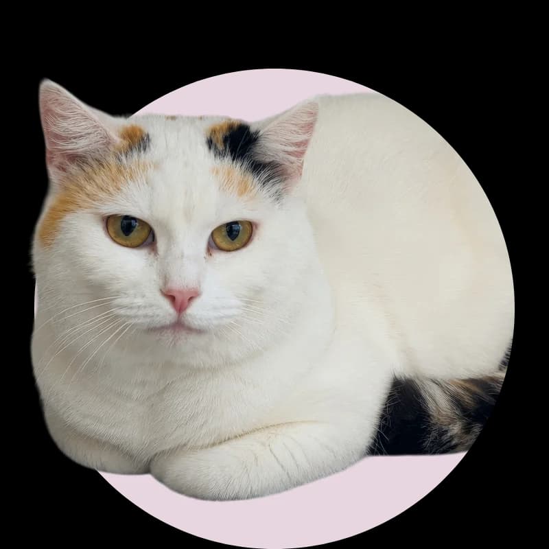 Katerina, 7yo Mixed Breed for adoption at Remi Kaķa sirds patversme un veterinārā klīnika