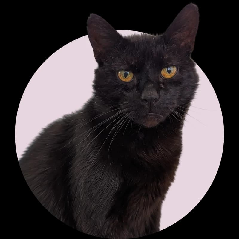 Mišeļs, 7yo Mixed Breed for adoption at Remi Kaķa sirds patversme un veterinārā klīnika