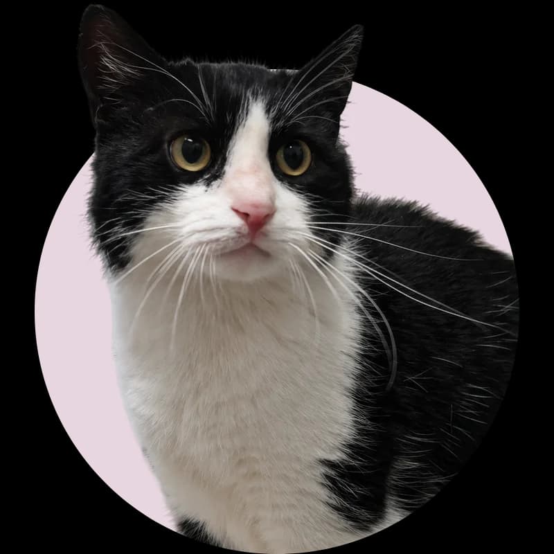 Mintauts, 6yo Mixed Breed for adoption at Remi Kaķa sirds patversme un veterinārā klīnika