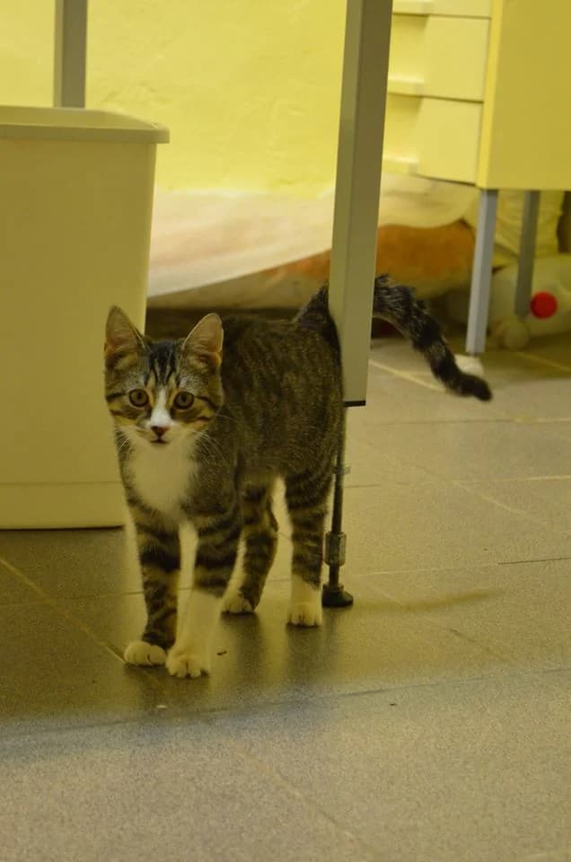 Busiņš, Mixed Breed for adoption at TUTTI palīdzība dzīvniekiem