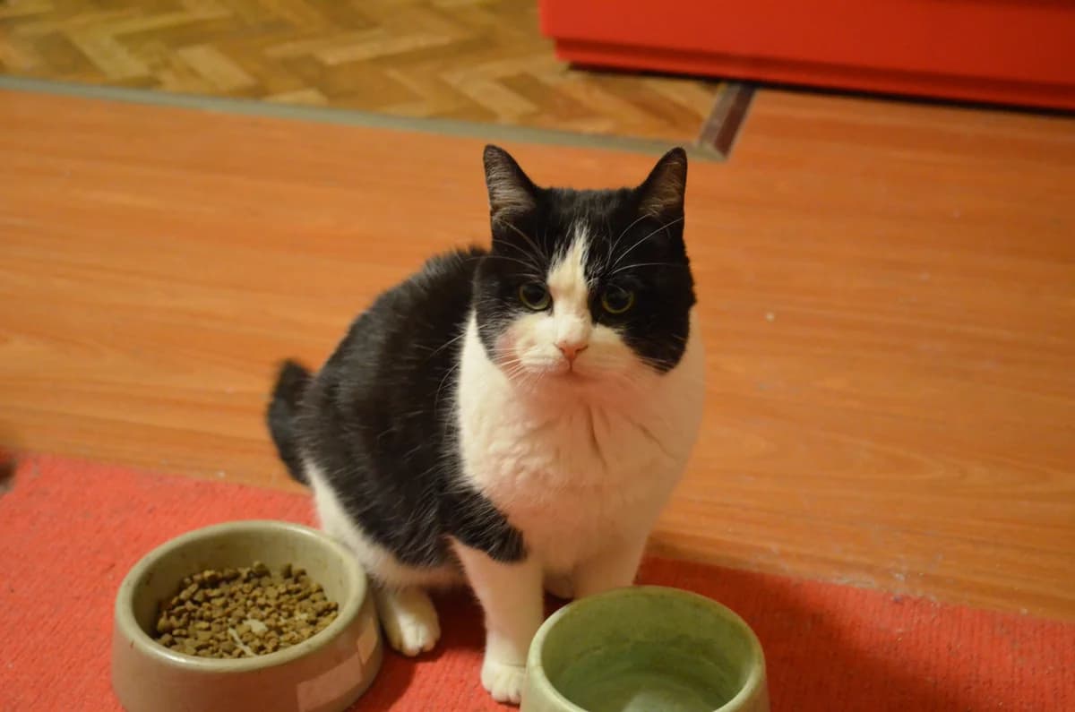 Makintosh, Mixed Breed for adoption at TUTTI palīdzība dzīvniekiem