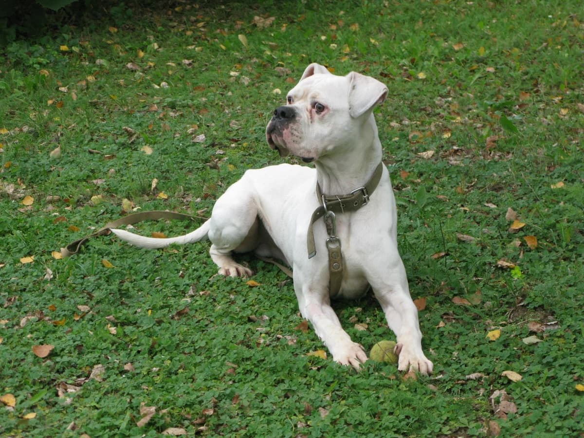 Amitis_atradas_un_saka_lielu_p_6, Mixed Breed for adoption at TUTTI palīdzība dzīvniekiem