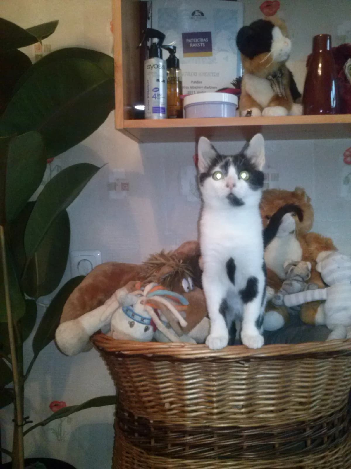 Marmelāde, Mixed Breed for adoption at TUTTI palīdzība dzīvniekiem
