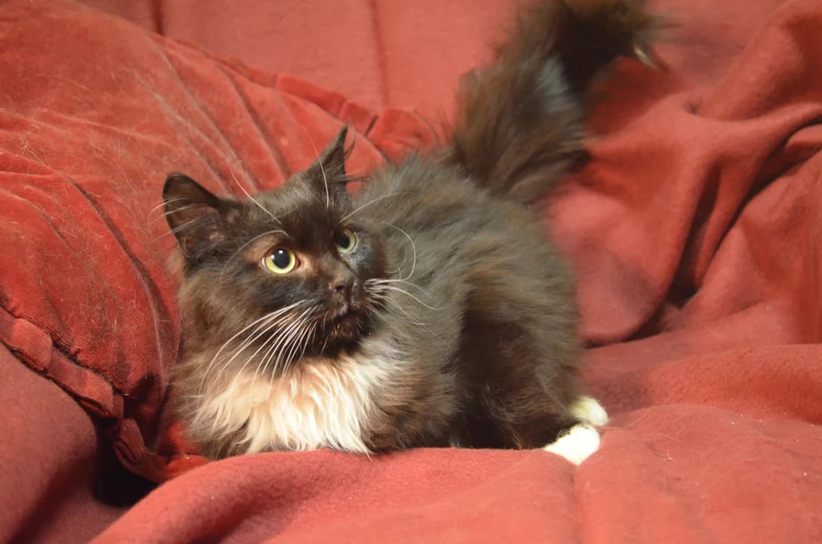 Žoriks, Mixed Breed for adoption at TUTTI palīdzība dzīvniekiem