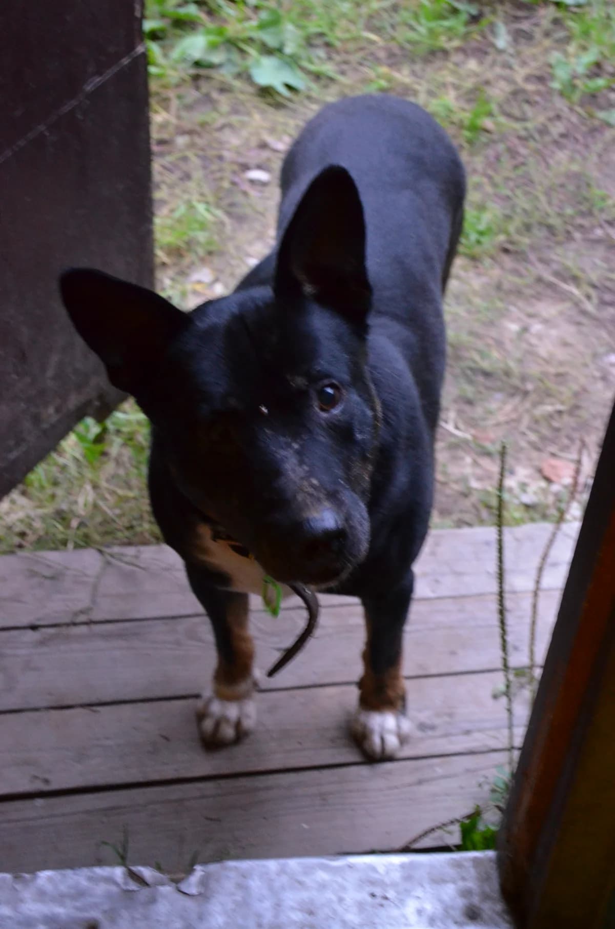 Spaikijs, Mixed Breed for adoption at TUTTI palīdzība dzīvniekiem