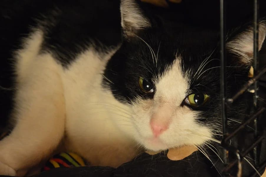 Rasmuss, Mixed Breed for adoption at TUTTI palīdzība dzīvniekiem