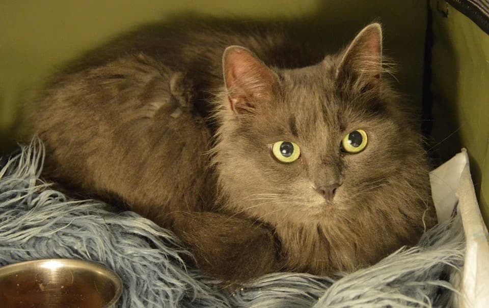 Sīlija, Mixed Breed for adoption at TUTTI palīdzība dzīvniekiem
