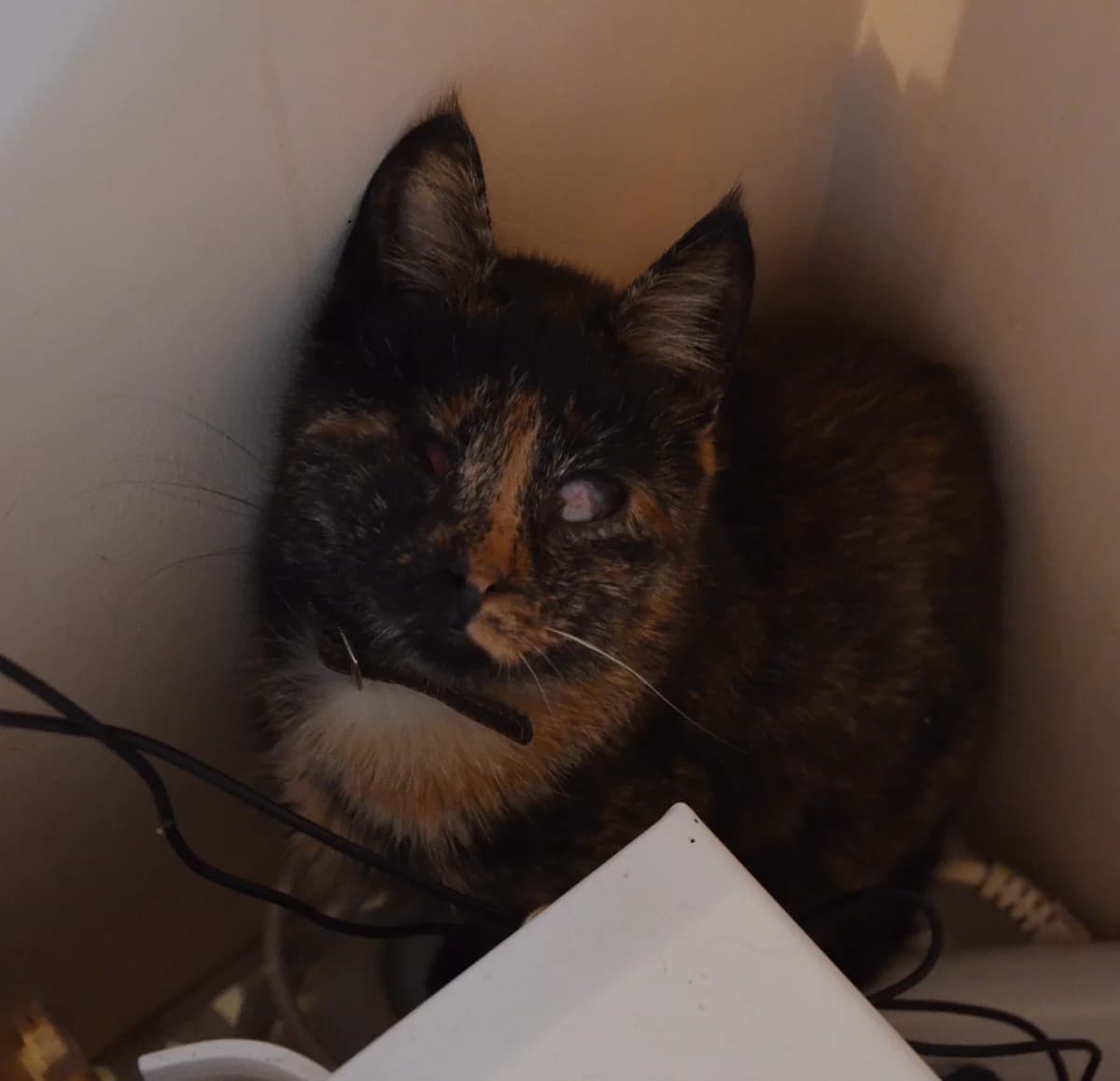 Amēlija, Mixed Breed for adoption at TUTTI palīdzība dzīvniekiem