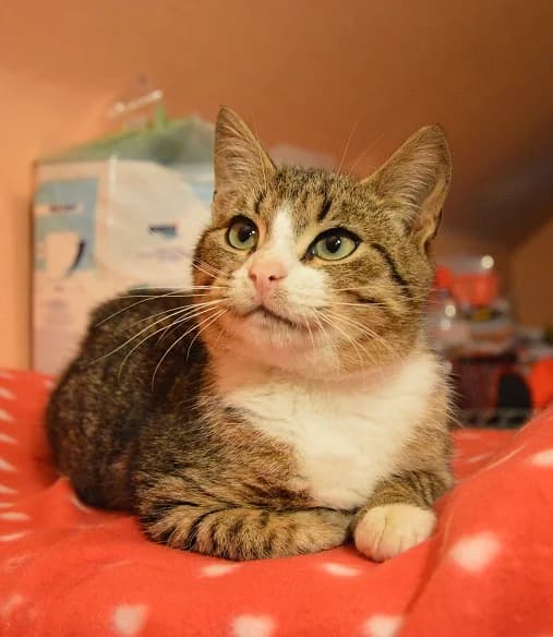 Strīps, Mixed Breed for adoption at TUTTI palīdzība dzīvniekiem