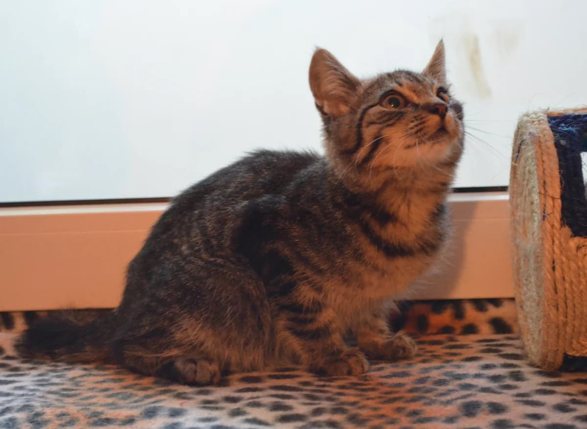 Murčiks, Mixed Breed for adoption at TUTTI palīdzība dzīvniekiem