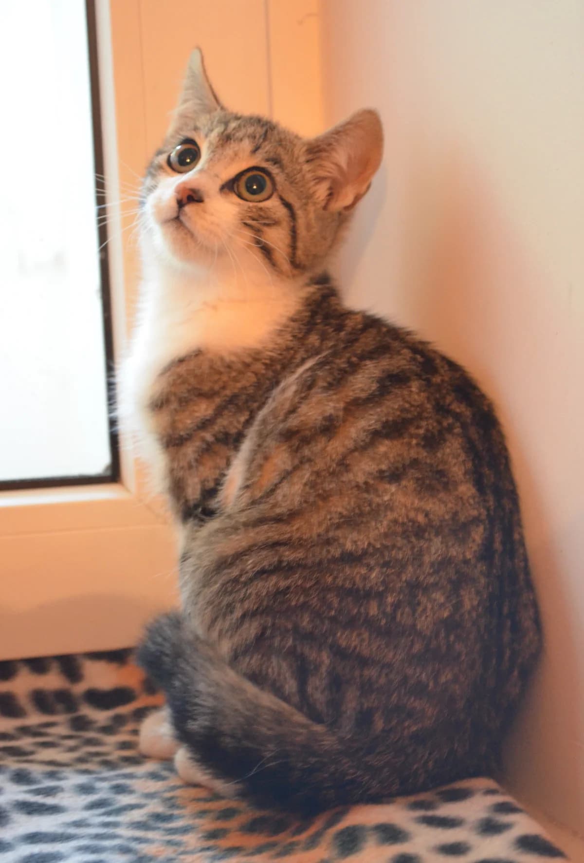Knīpa, Mixed Breed for adoption at TUTTI palīdzība dzīvniekiem