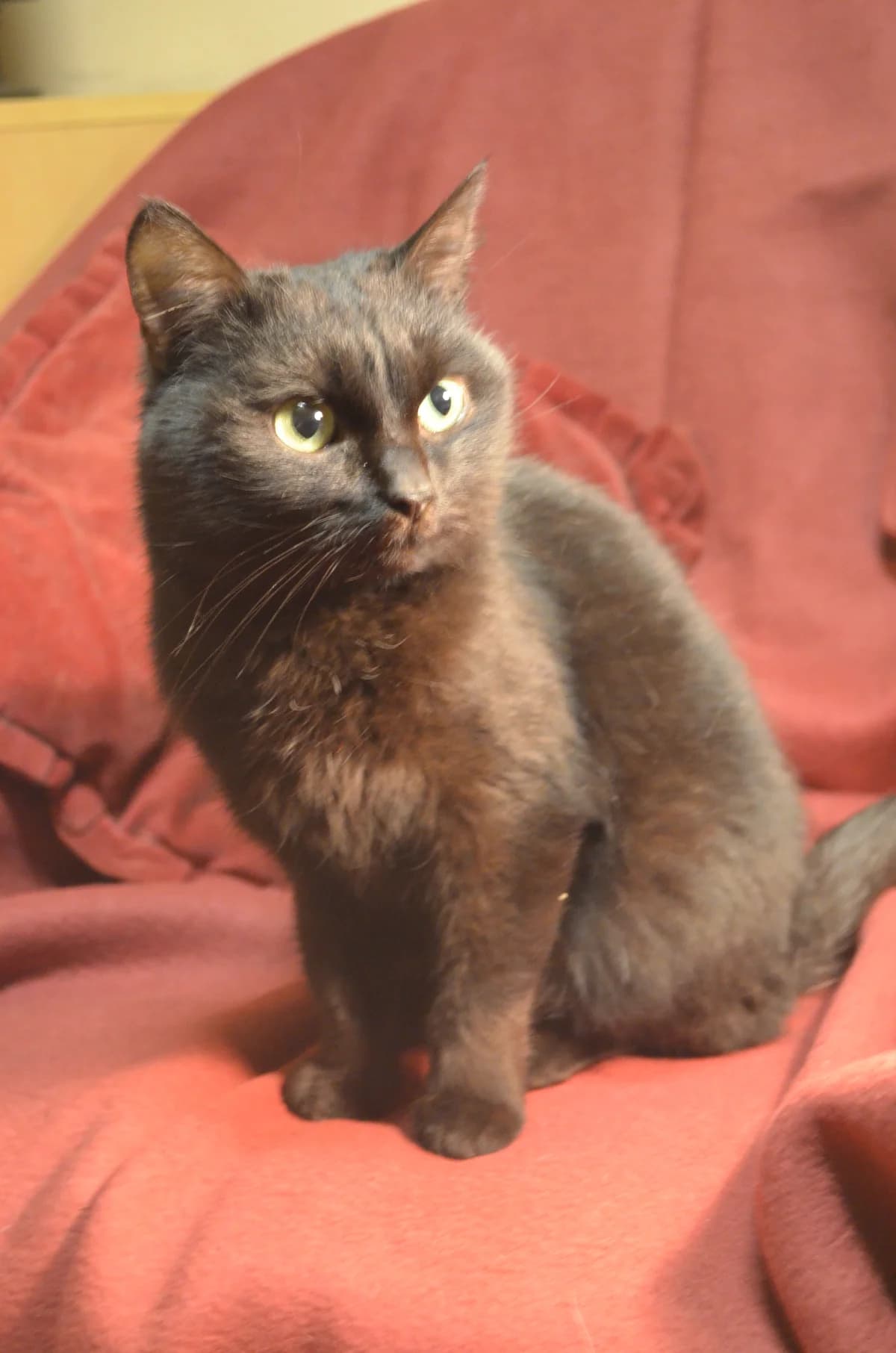 Melle, Mixed Breed for adoption at TUTTI palīdzība dzīvniekiem