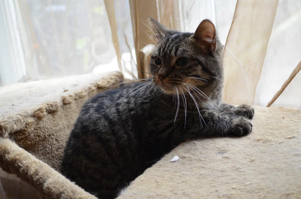 Lapsiņa, Mixed Breed for adoption at TUTTI palīdzība dzīvniekiem